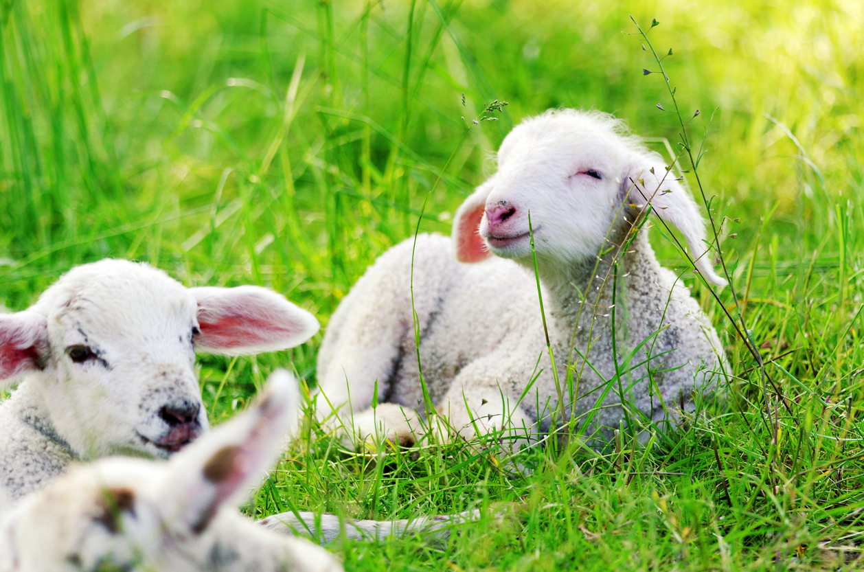 Photo of lambs in a field